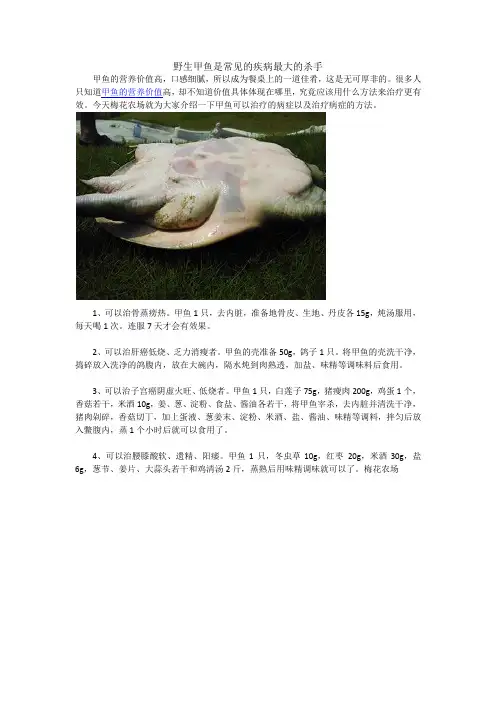 野生甲鱼是常见的疾病最大的杀手