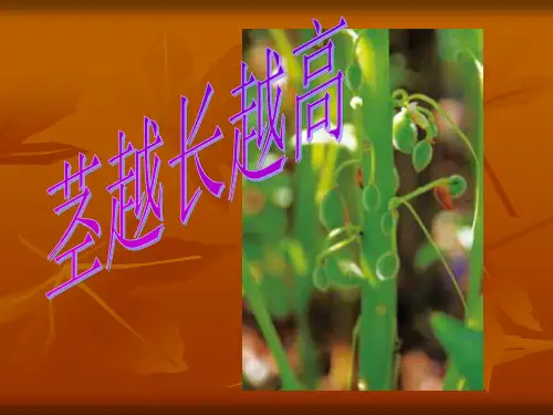 教科版科学三年级下册:1.5 茎越长越高 课件(共8张PPT)