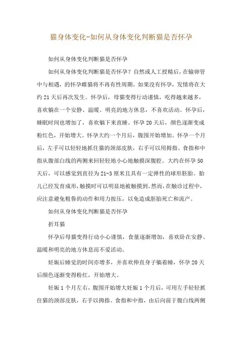 猫身体变化-如何从身体变化判断猫是否怀孕
