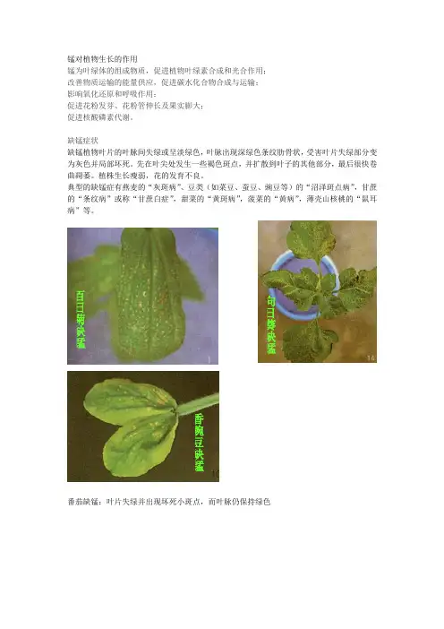 锰对植物生长的作用