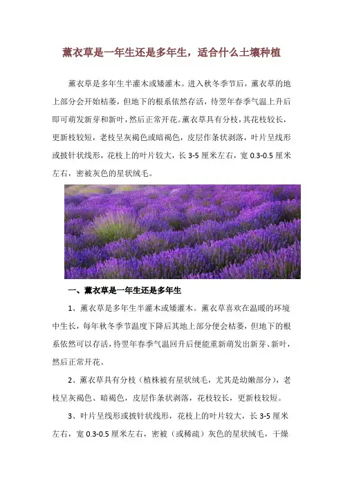薰衣草是一年生还是多年生,适合什么土壤种植
