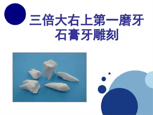 右上颌第一磨牙石膏牙雕刻课件