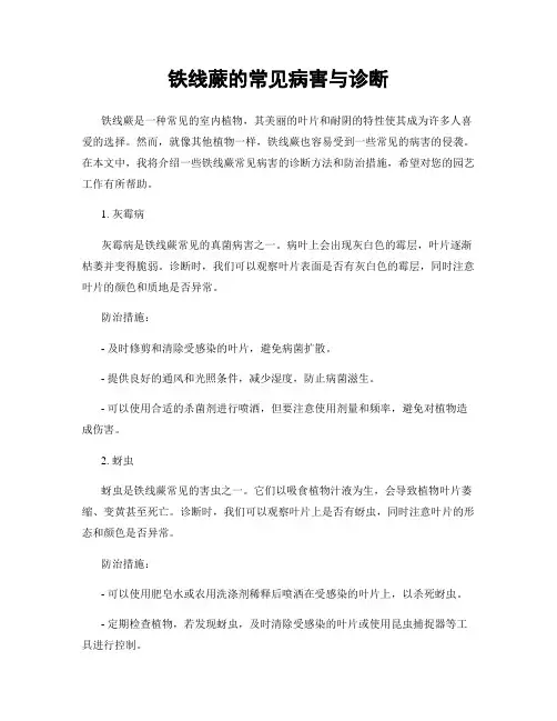 铁线蕨的常见病害与诊断