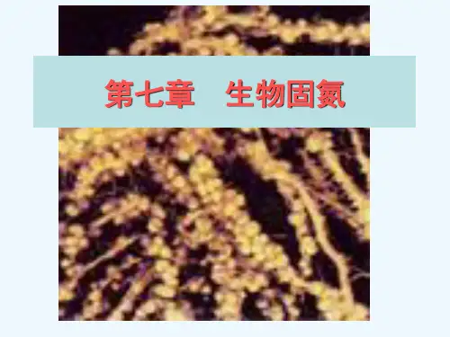 微生物生态学-7生物固氮