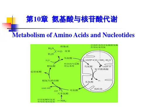《生物化学》教学课件：第10章 氨基酸和核苷酸的代谢