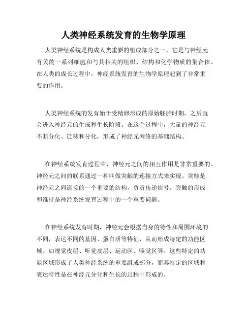 人类神经系统发育的生物学原理