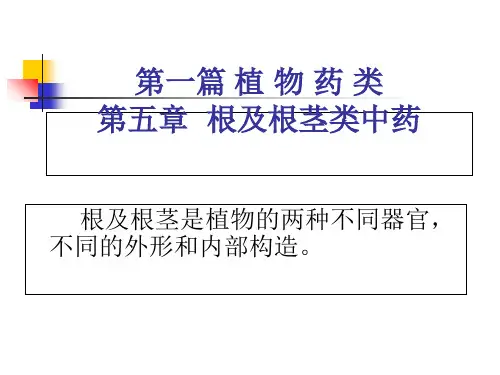 根及根茎中药ppt课件