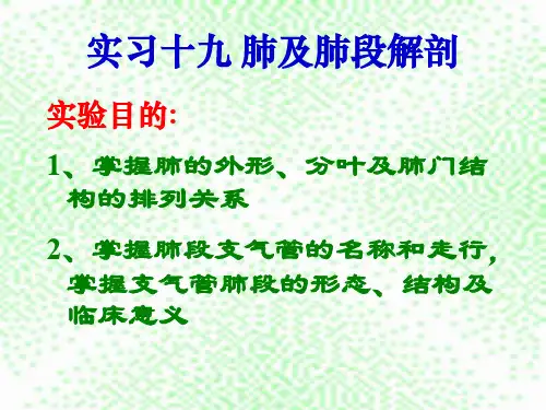 肺及肺段解剖