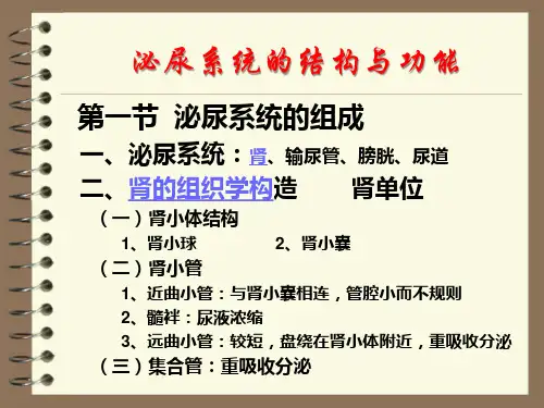 解剖生理学：泌尿系统的结构与功能