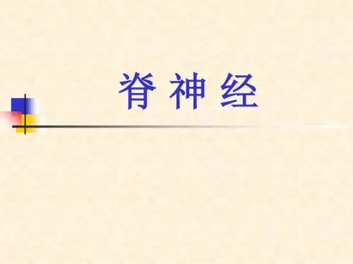 局部解剖学脊神经-医学精品