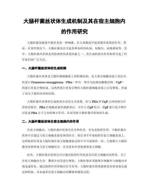 大肠杆菌丝状体生成机制及其在宿主细胞内的作用研究