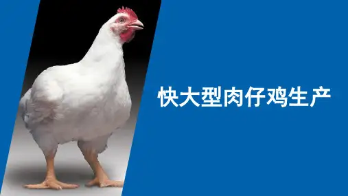 快大型肉仔鸡生产  课件《家禽生产技术》同步教学(中国农业出版社)