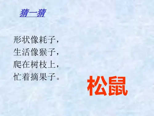 10松鼠和松果PPT课件