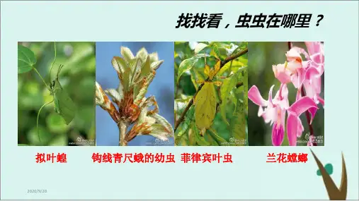 《自然选择与适应的形成》PPT课件人教版高中生物1
