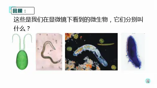 微生物与健康ppt课件
