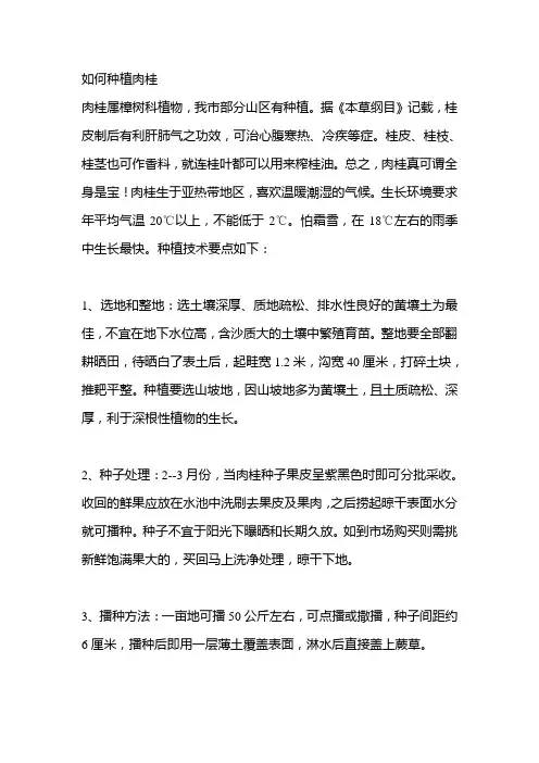 如何种植肉桂