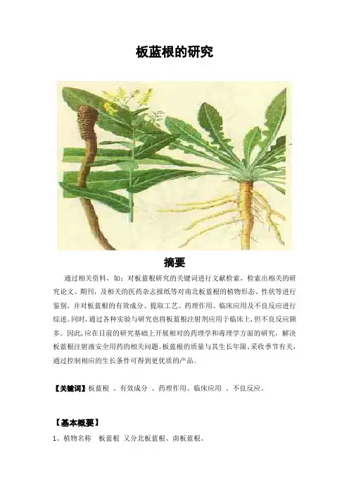 板蓝根的研究