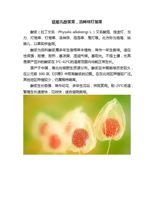 菇娘儿酸浆果,洛神珠灯笼果