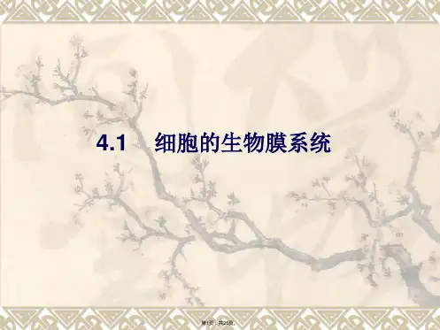 4.1《细胞的生物膜系统》课件1(选修全一册)