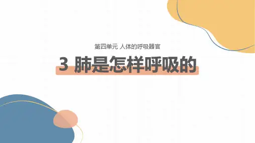 第4.3课 肺是怎样呼吸的(教学课件)四年级科学上册同步高效课堂系列(大象版)