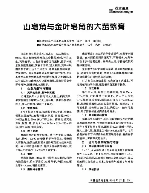 山皂角与金叶皂角的大苗繁育