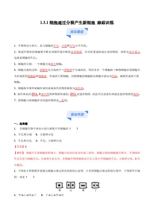 1.3.1 细胞通过分裂产生新细胞 (跟踪训练)(教师版) 24-25学年七年级生物上学期同步人教版