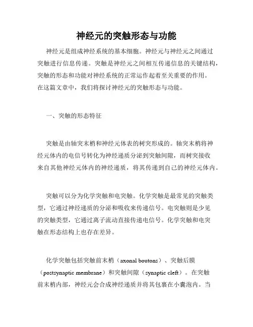 神经元的突触形态与功能