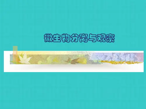 从土壤中分离纯化微生物