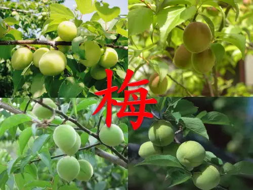 一年级下册语文课件-38  望梅止渴丨沪教版 (共21张PPT)