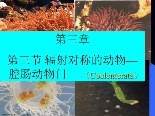 腔肠动物