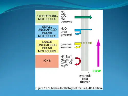 细胞生物学_05物质跨膜运输重要参考