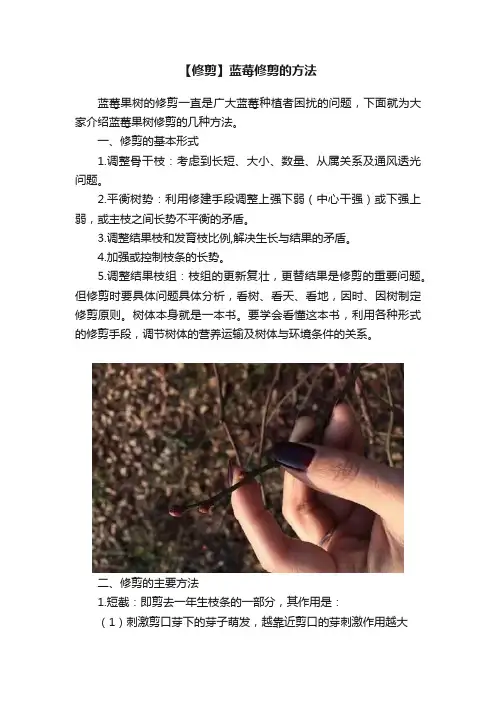 【修剪】蓝莓修剪的方法