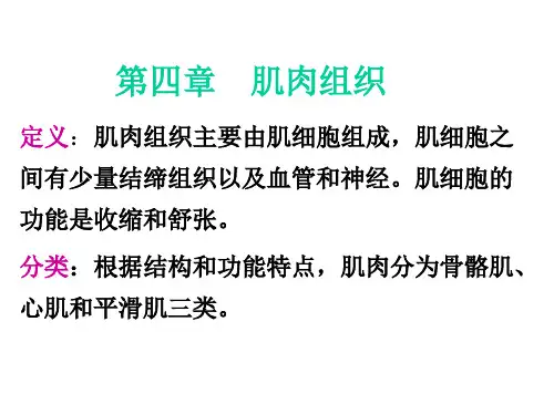 扫描电镜下肌肉组织、神经组织