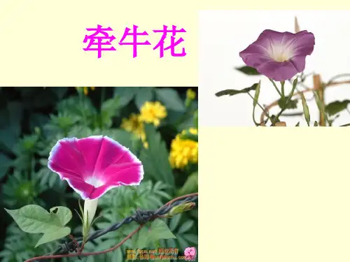 人教版小学语文三年级上册《花钟》PPT课件共36页