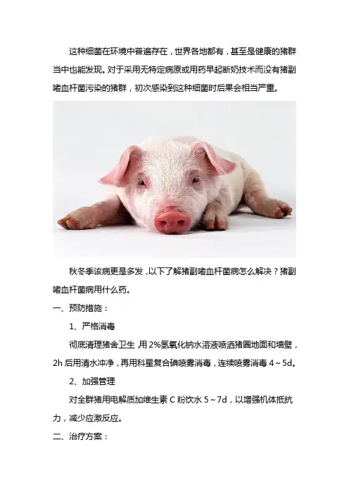 副猪嗜血杆菌病怎么治疗