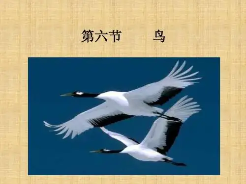 吉林省前郭尔罗斯蒙古族自治县初中八年级生物上册 5.1.6 鸟名师优质课件 (新版)新人教版