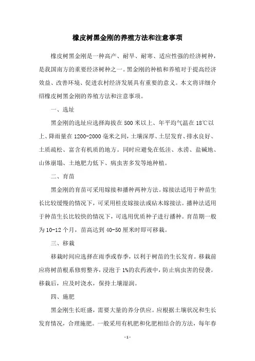 橡皮树黑金刚的养殖方法和注意事项