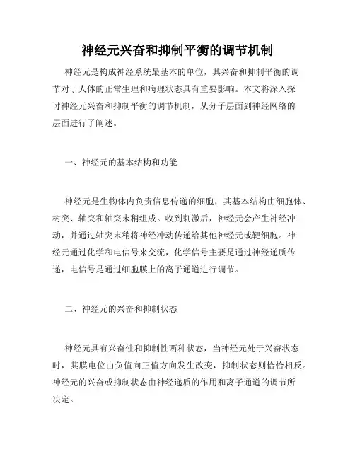 神经元兴奋和抑制平衡的调节机制