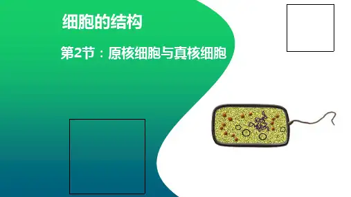 高考一轮复习原核细胞与真核细胞ppt