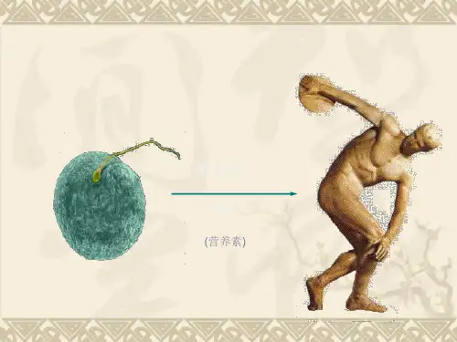 膳食与营养PPT课件