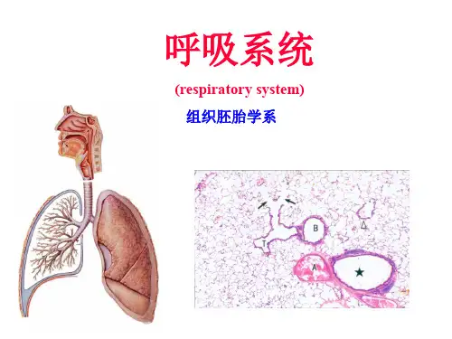 组织胚胎学PPT17 呼吸系统课件