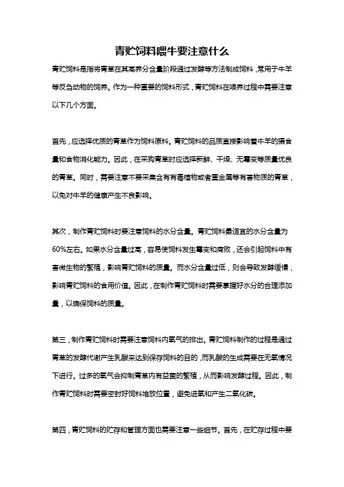 青贮饲料喂牛要注意什么