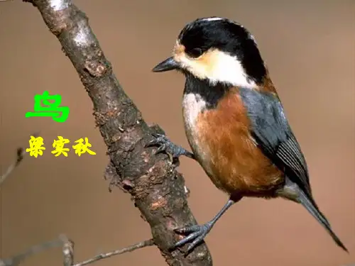 部编版七年级上册语文鸟课件PPT