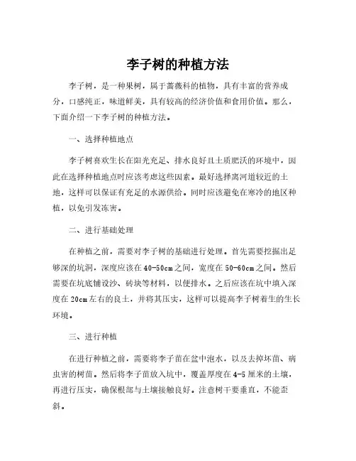李子树的种植方法