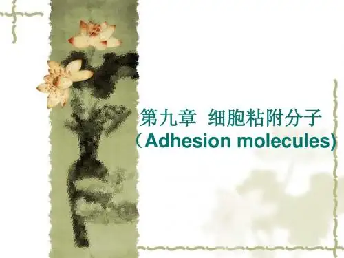 细胞粘附分子