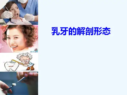 乳牙的解剖形态(67页)