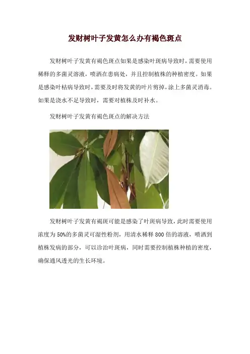 发财树叶子发黄怎么办有褐色斑点