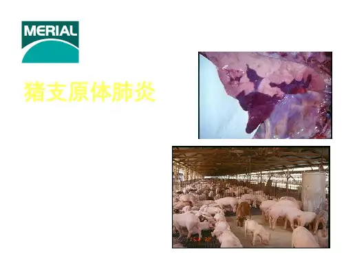 猪支原体肺炎.ppt