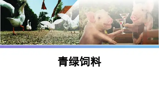 青绿饲料课件(共19张PPT)《畜禽营养与饲料》(高教版第二版)