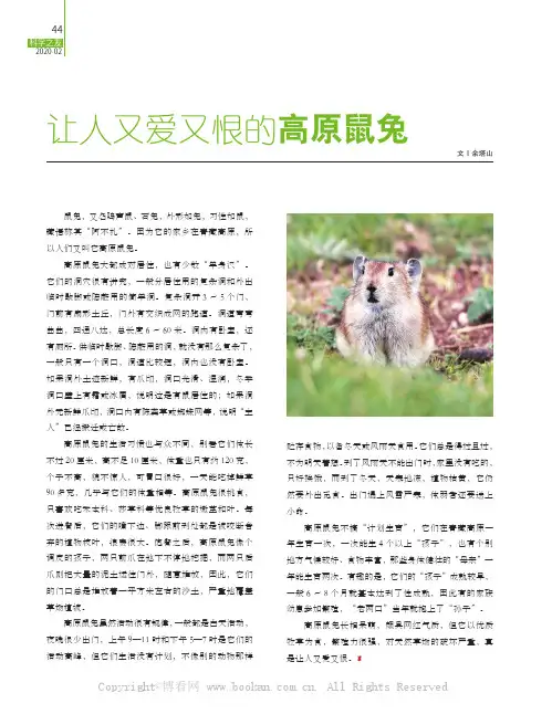 让人又爱又恨的高原鼠兔